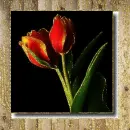 tulip