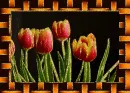 tulip