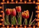 tulip