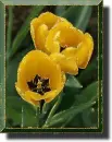 tulip