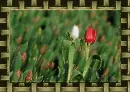 tulip