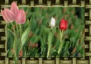 tulip