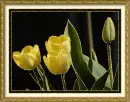 tulip