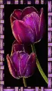 tulip