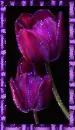 tulip