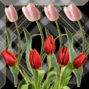 tulip