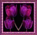 tulip
