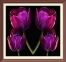 tulip