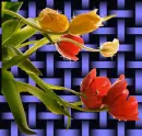 tulip