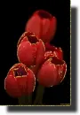 tulip