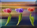 tulip
