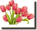 tulip