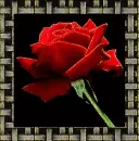 rose