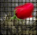 rose