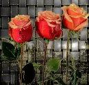 rose