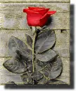 rose