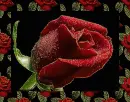 rose