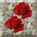 rose