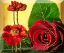 rose