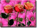 rose