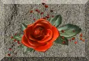 rose
