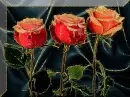 rose