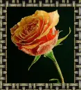 rose