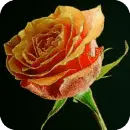 rose