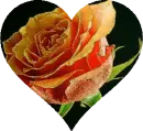 rose