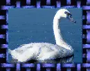 kuÄŸu