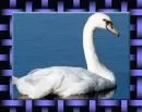 kuÄŸu