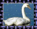 kuÄŸu