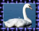 kuÄŸu