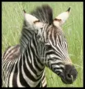 Zeebra