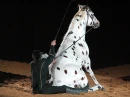 horse sitting on a man