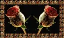 rose