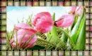 tulip