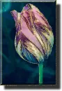 tulip