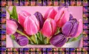 tulip