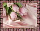 tulip