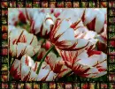 tulip