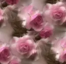 Gentle roses