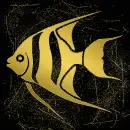 Angelfish gold