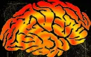 brain
