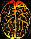 brain