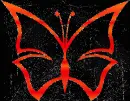 butterfly orange 