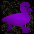 duck purple gold