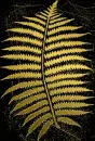 fern gold gold