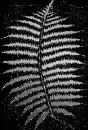 fern silver black