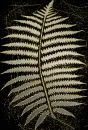 fern silver gold